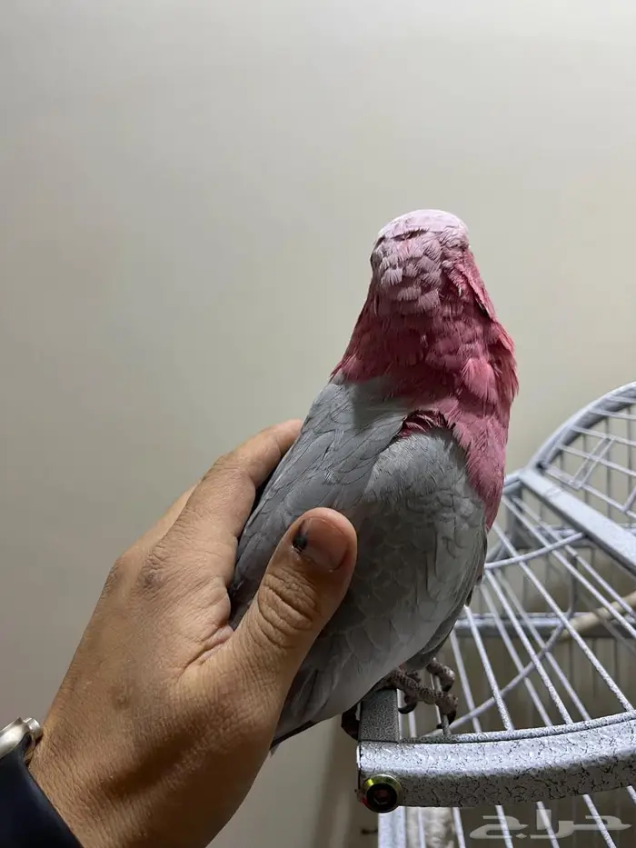 كوكاتو قالا 4