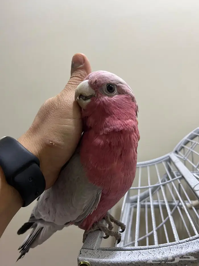 كوكاتو قالا 6