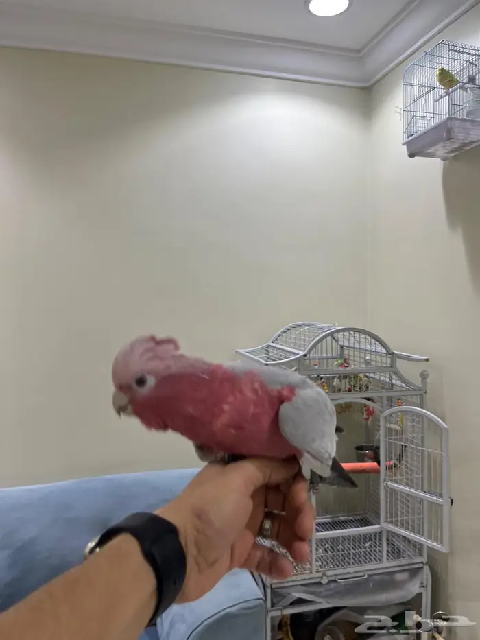 كوكاتو قالا 7