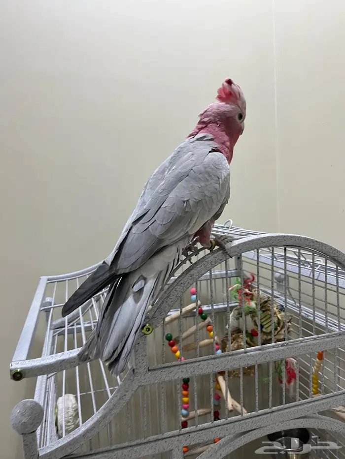 كوكاتو قالا 2