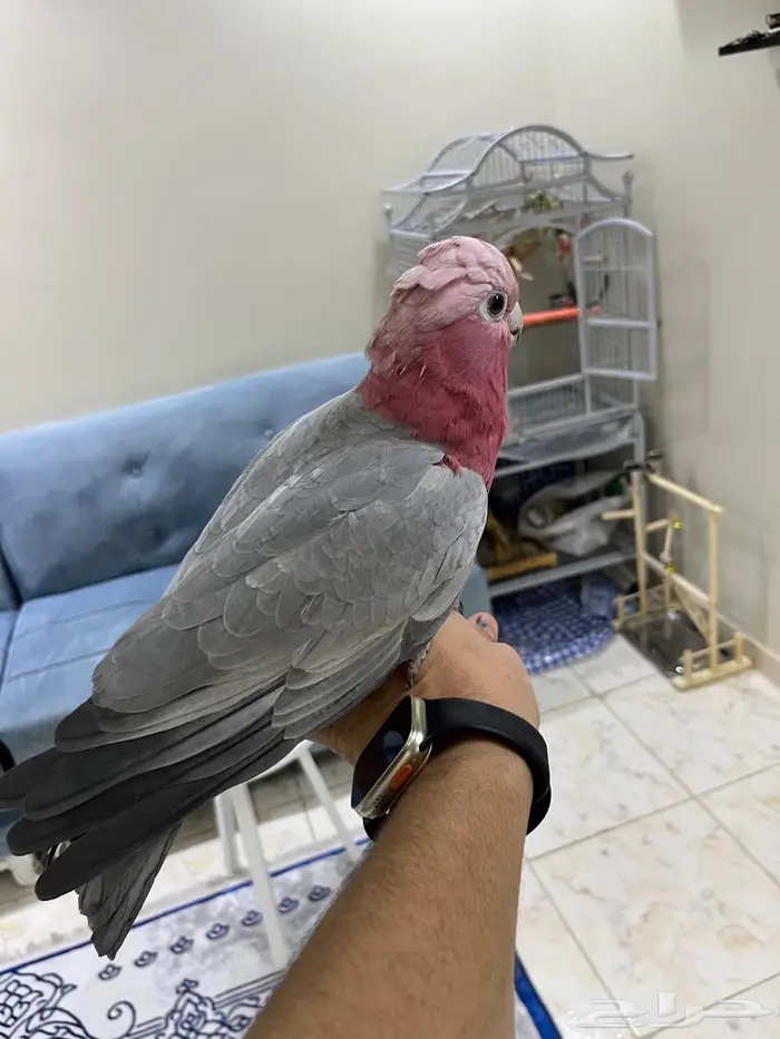 كوكاتو قالا 5