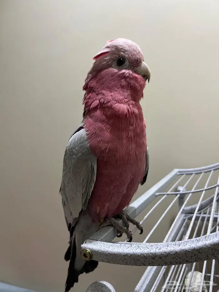 كوكاتو قالا 10