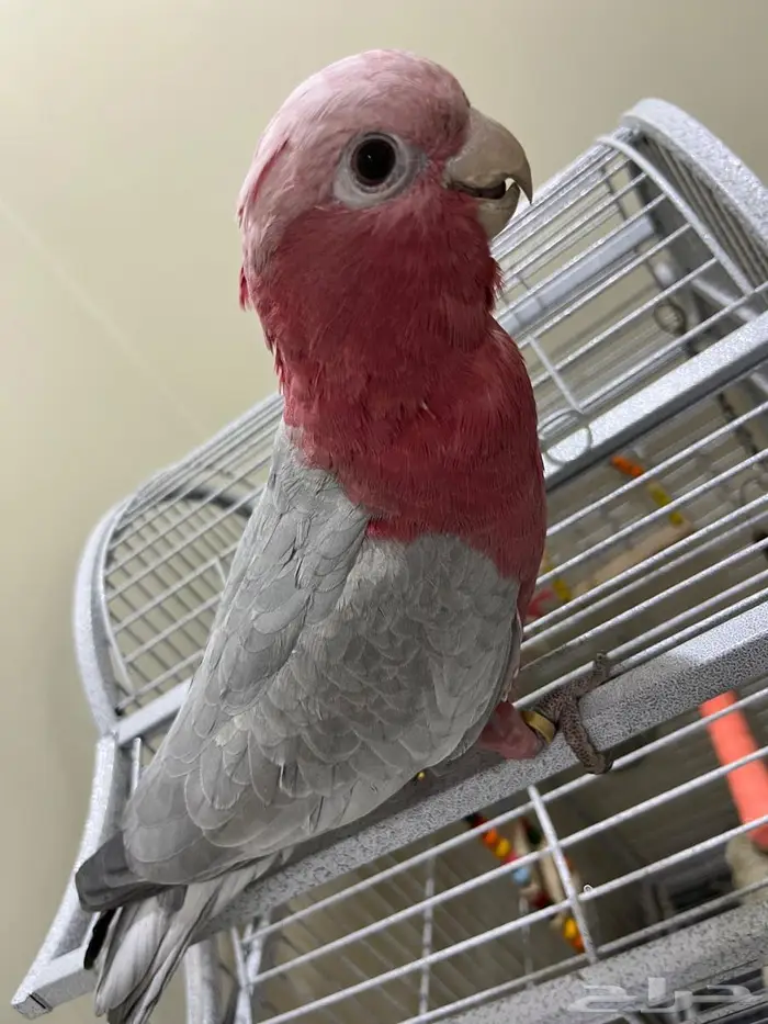 كوكاتو قالا 11