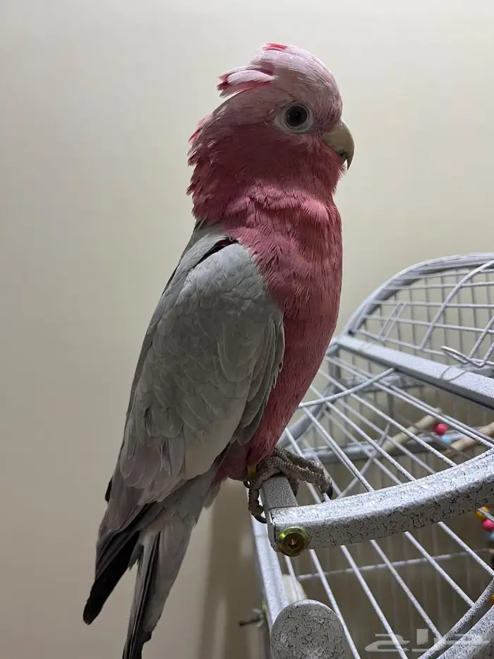 كوكاتو قالا 9