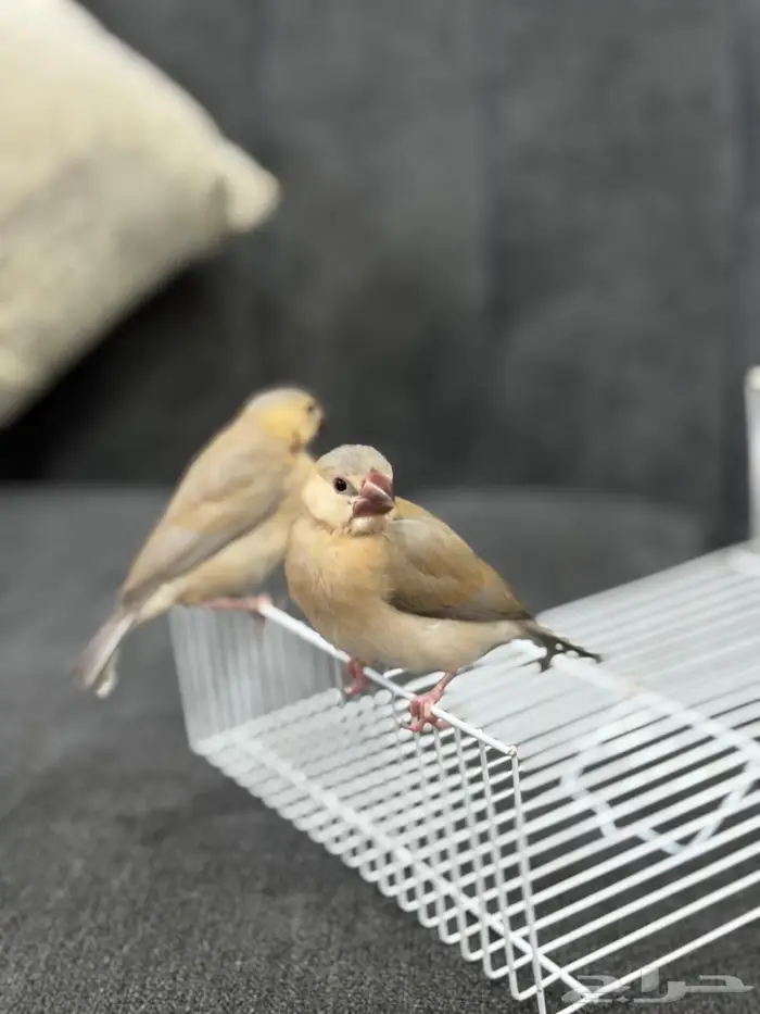 فروخ جاوا اليفه جدا  نهاية غر 0