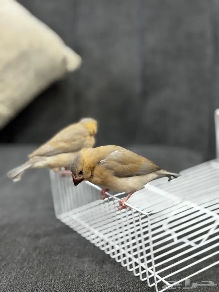 فروخ جاوا اليفه جدا  نهاية غر 1