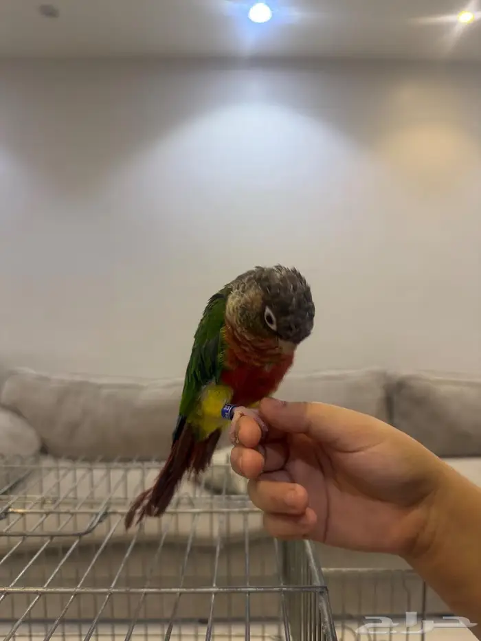 ببغاء كنيور للبيع 1