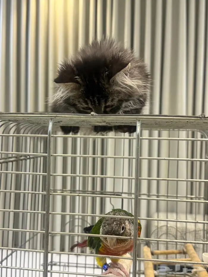 ببغاء كنيور للبيع 0