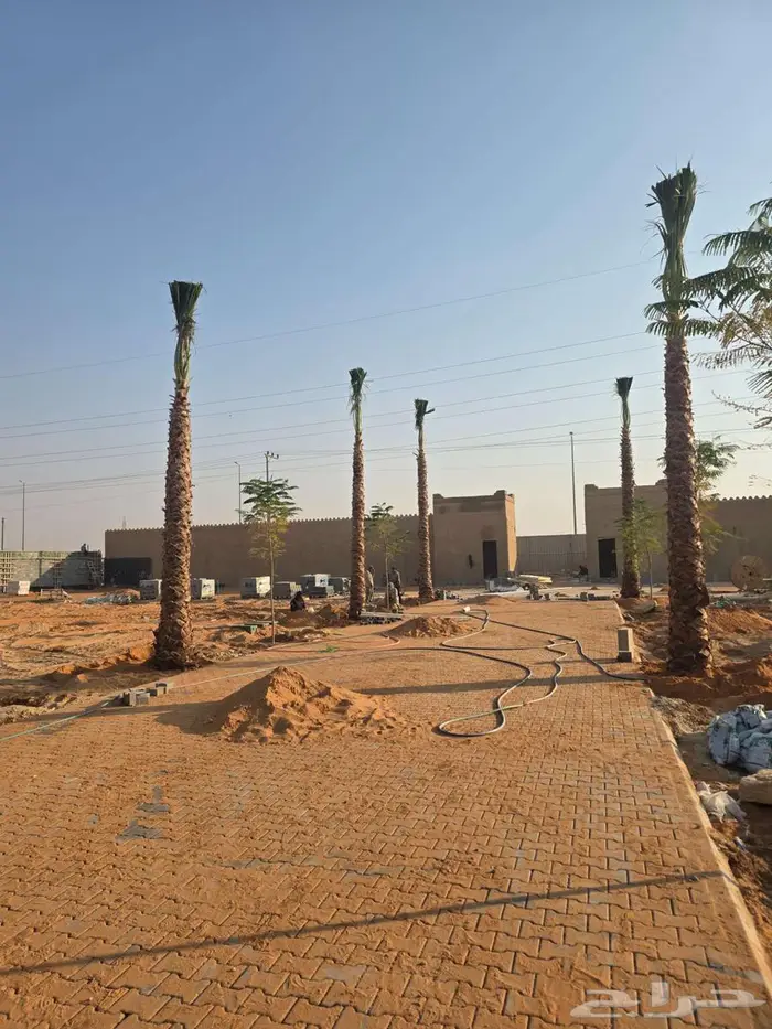 نخل واشنطني 8