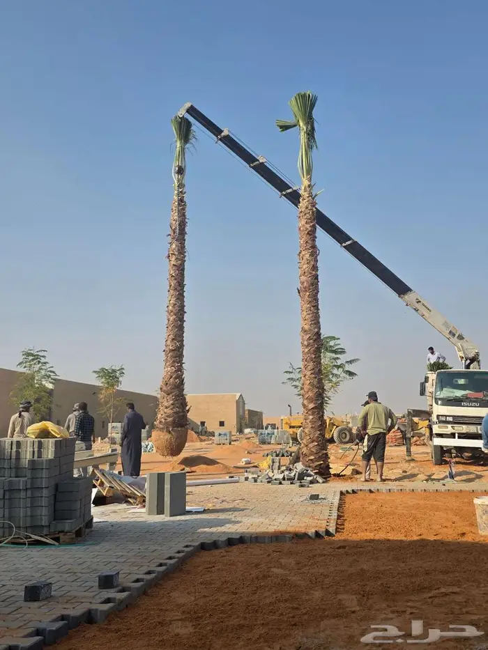 نخل واشنطني 4