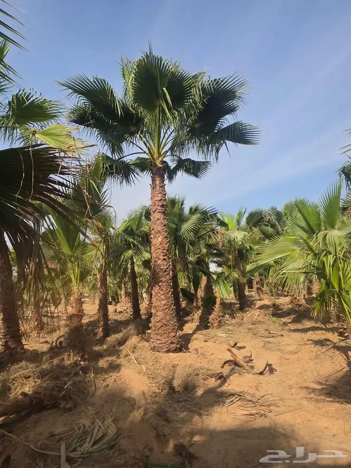 نخل واشنطني 6