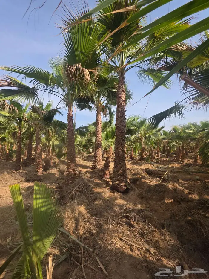 نخل واشنطني 9