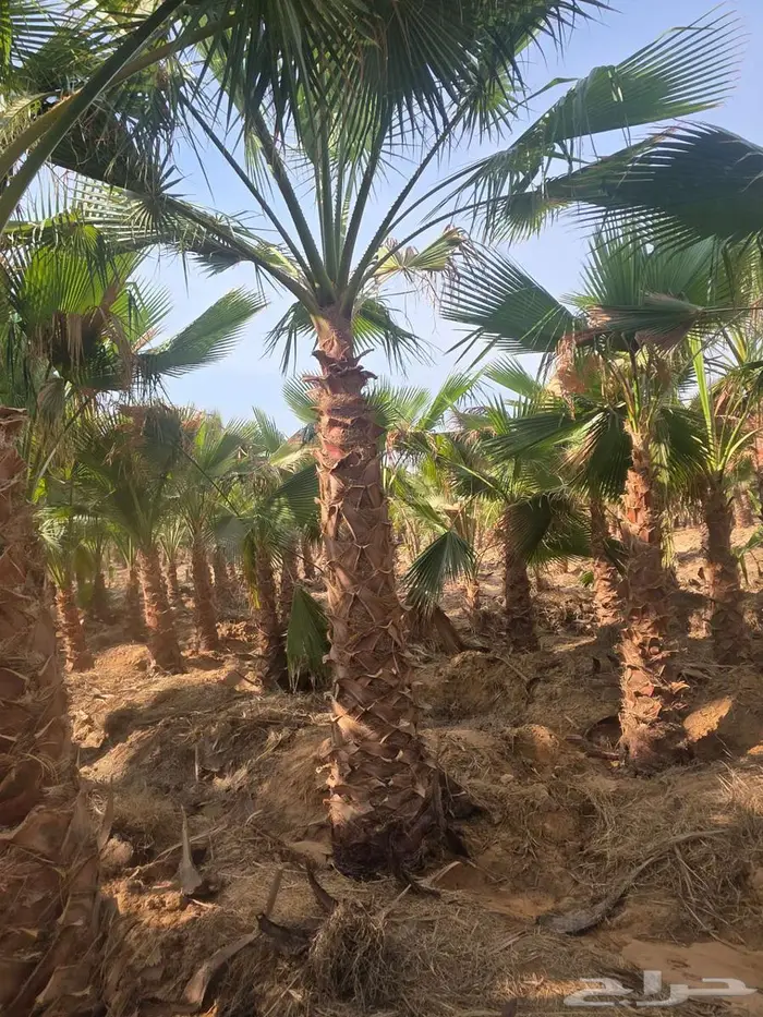 نخل واشنطني 10