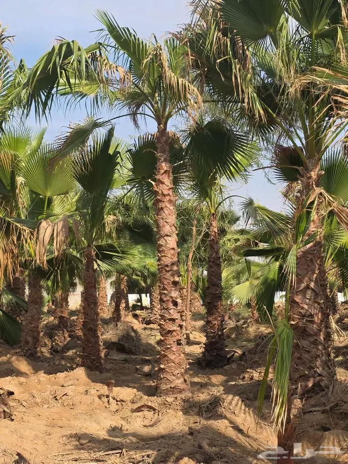 نخل واشنطني 11