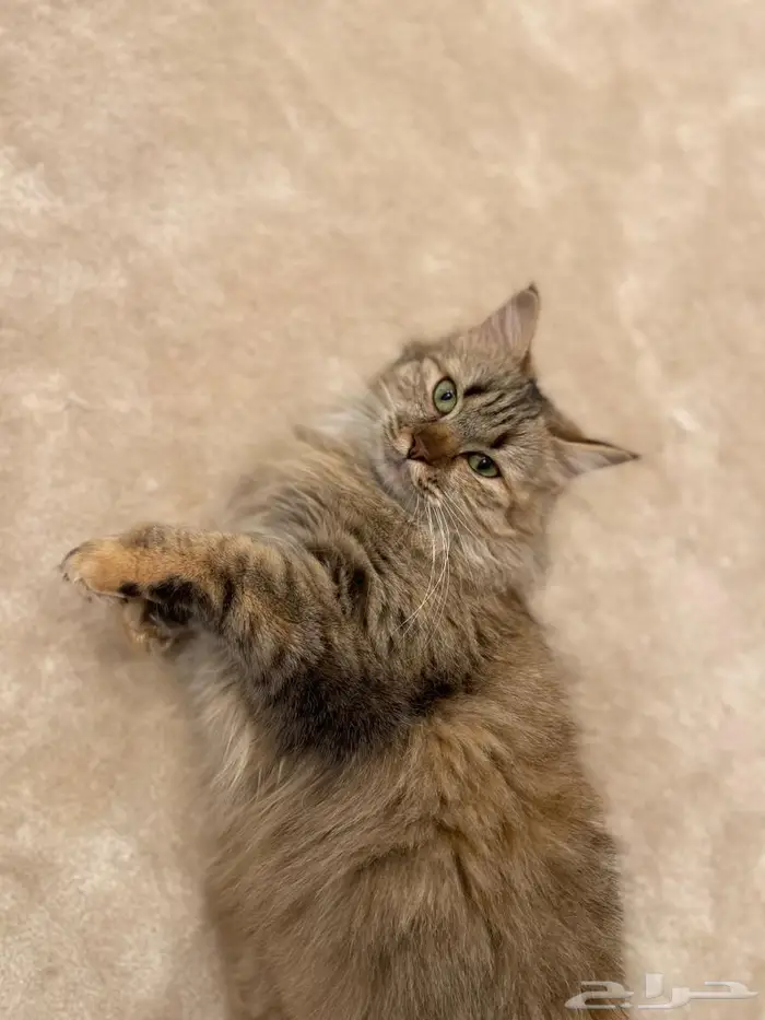 قطوه شيرازي للتبني 1