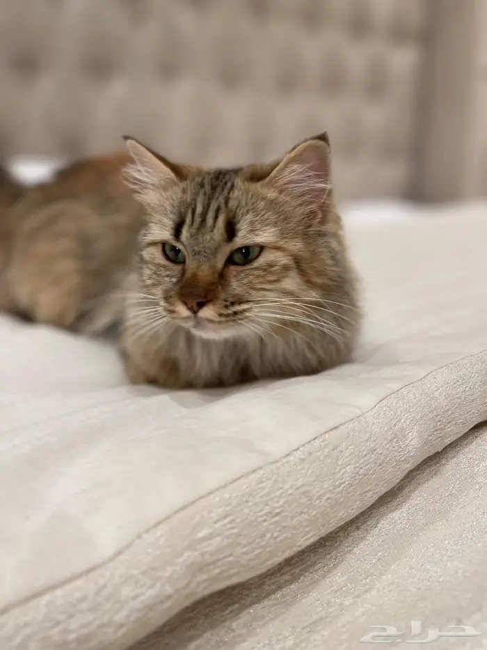 قطوه شيرازي للتبني 0