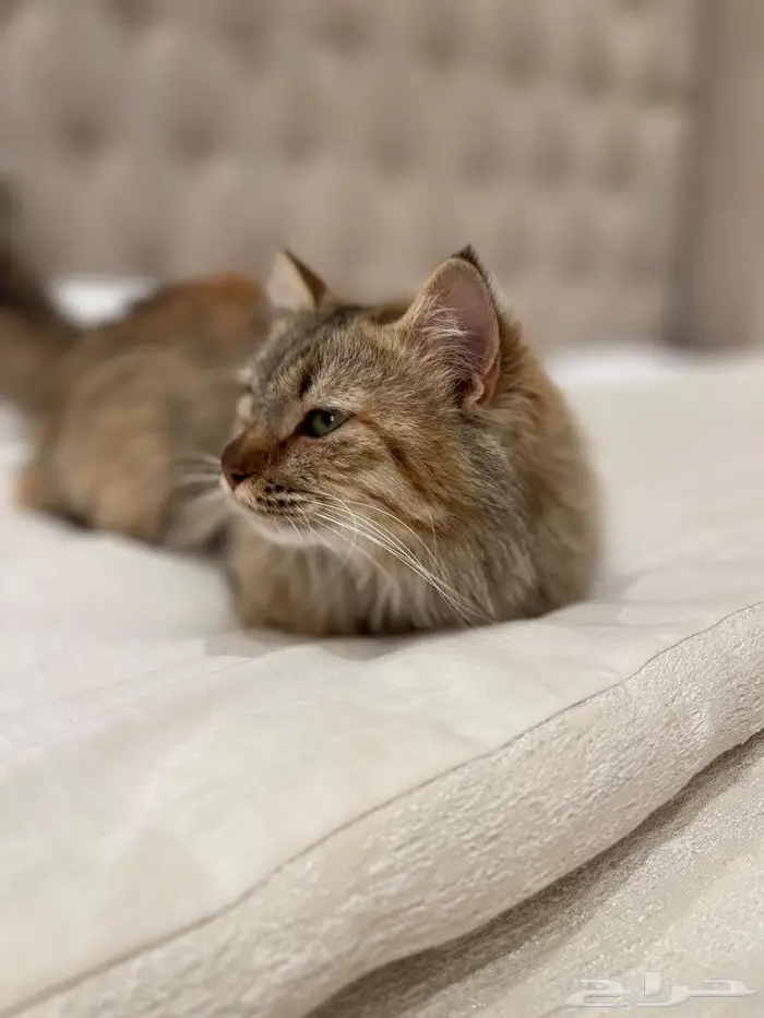 قطوه شيرازي للتبني 2