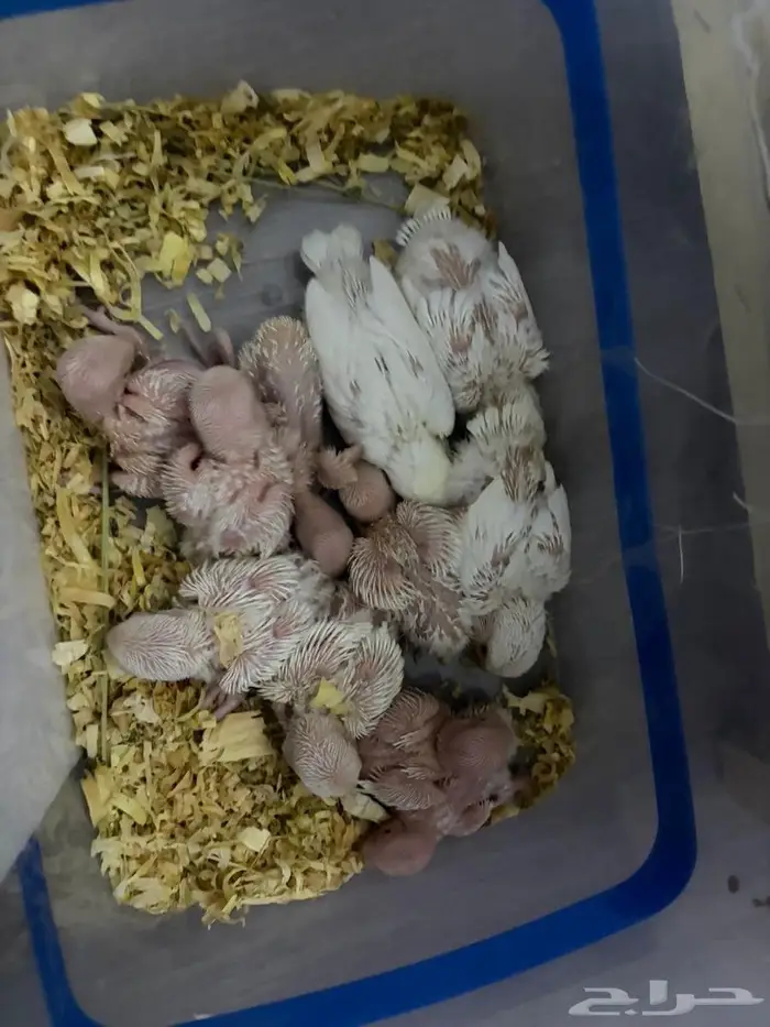 فروخ روز البينو 3