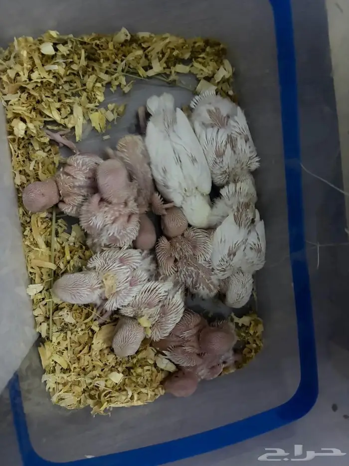 فروخ روز البينو 2