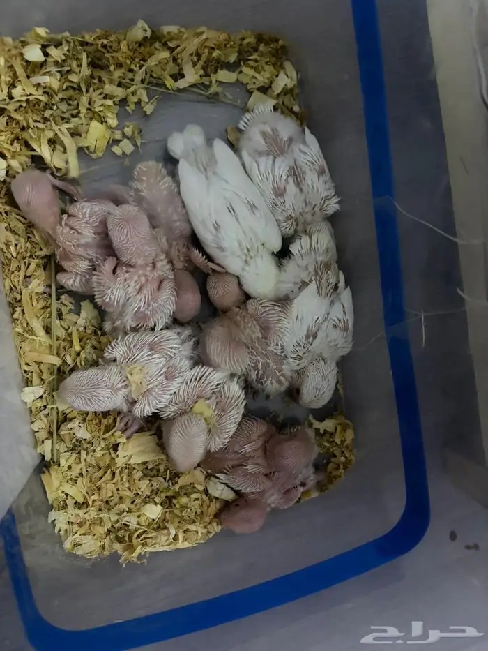 فروخ روز البينو 0