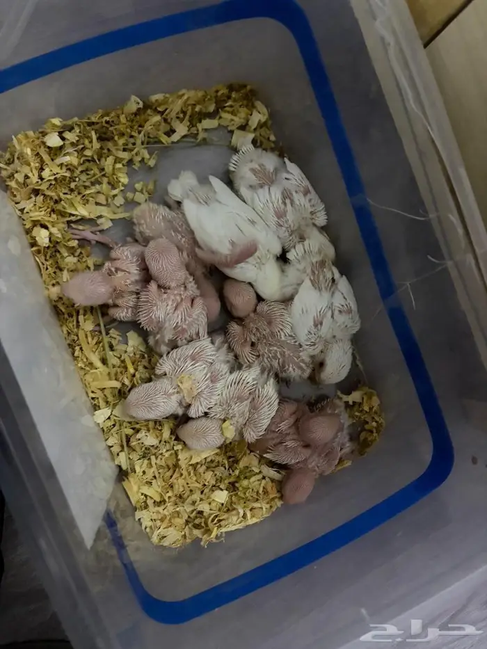 فروخ روز البينو 4