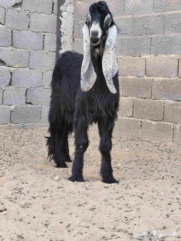 معزا عدد 19 شيب ودفيع مقاريب 0