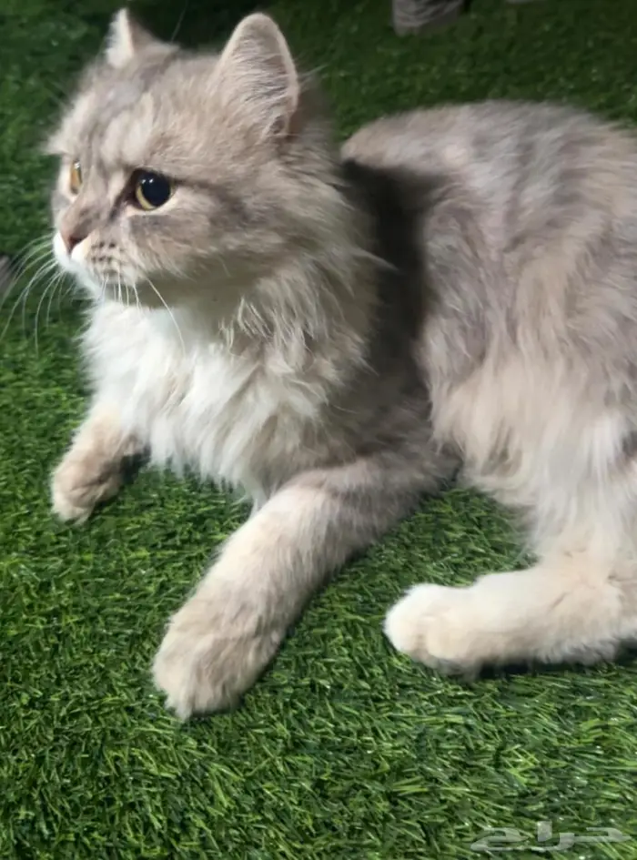 قطه شيرازيه انثى 0