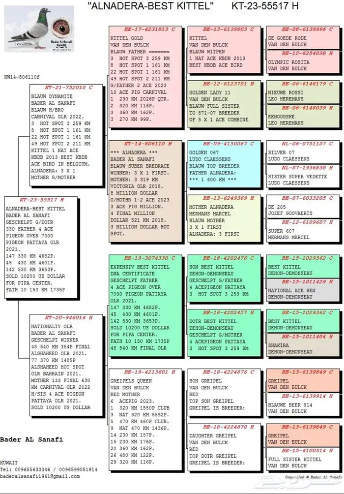 انثى زاجل سباق 2