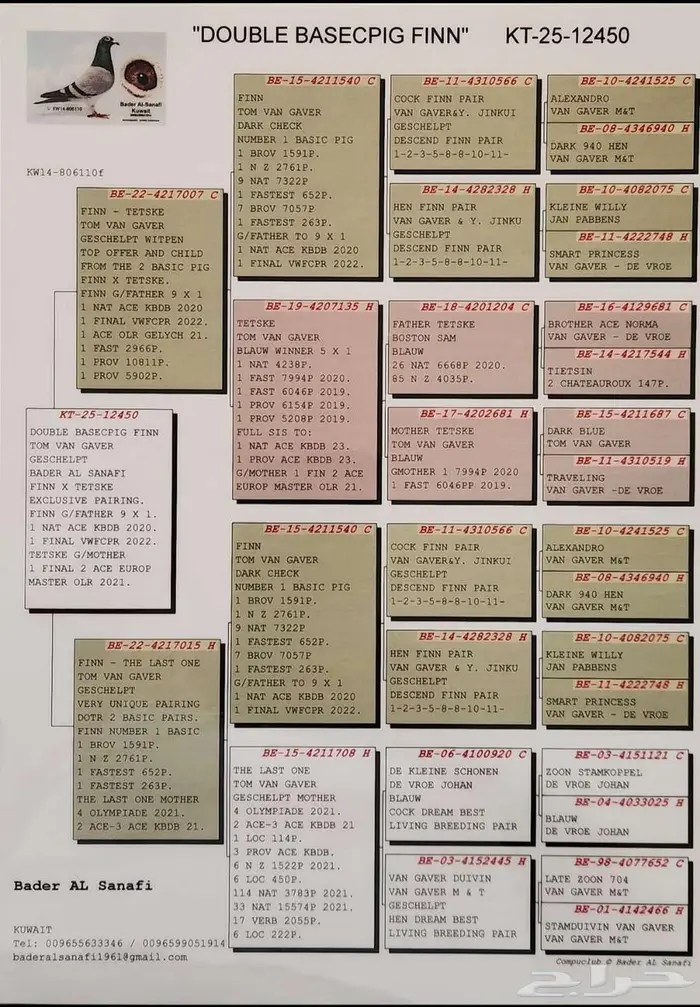 انثى زاجل سباق 3