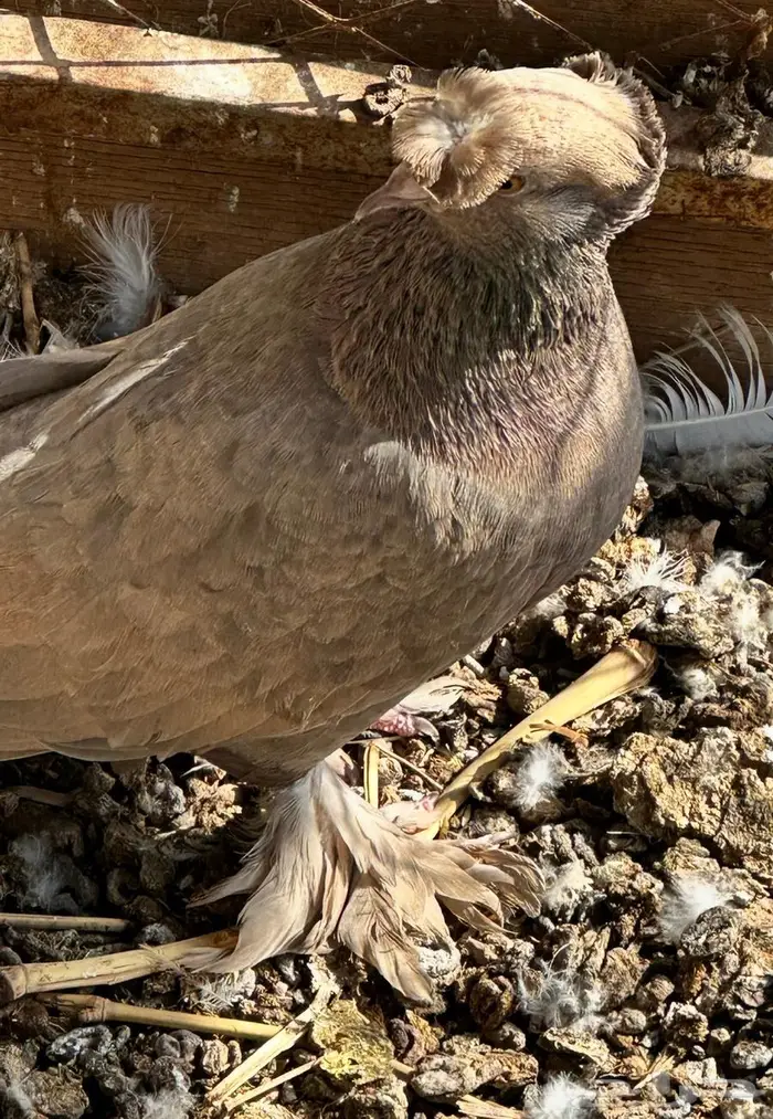 حمام نجفي منتج 14