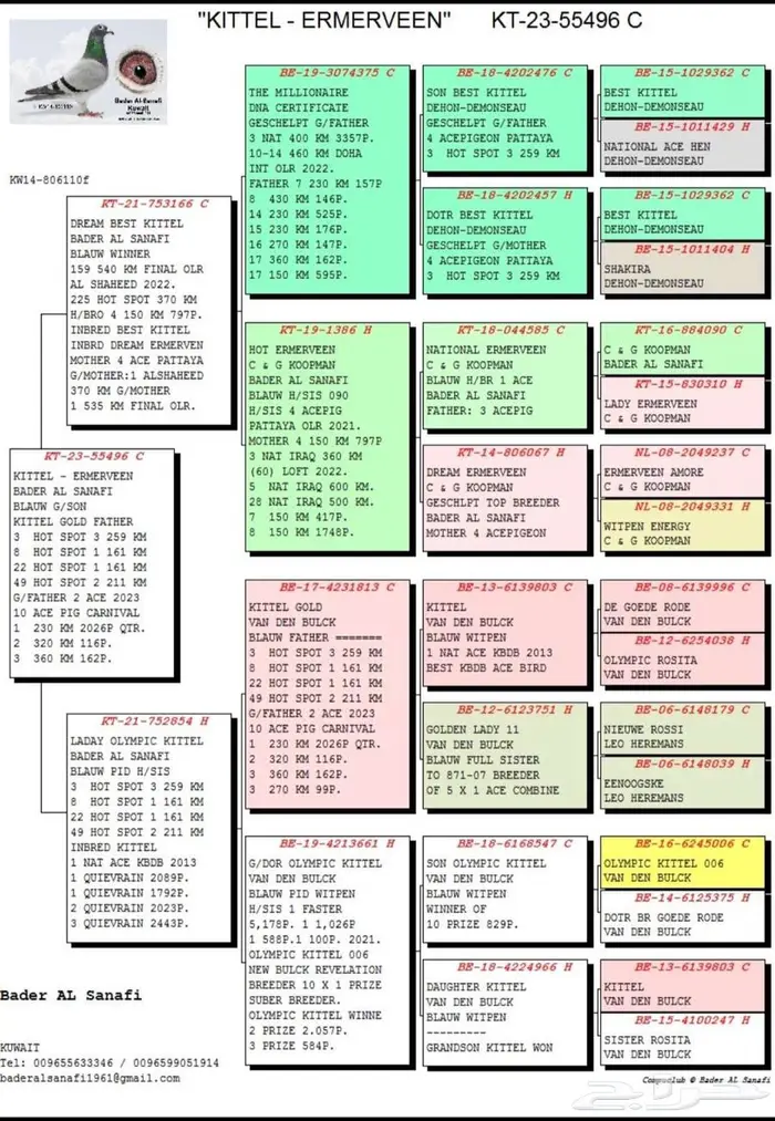 انثى زاجل سباق 1