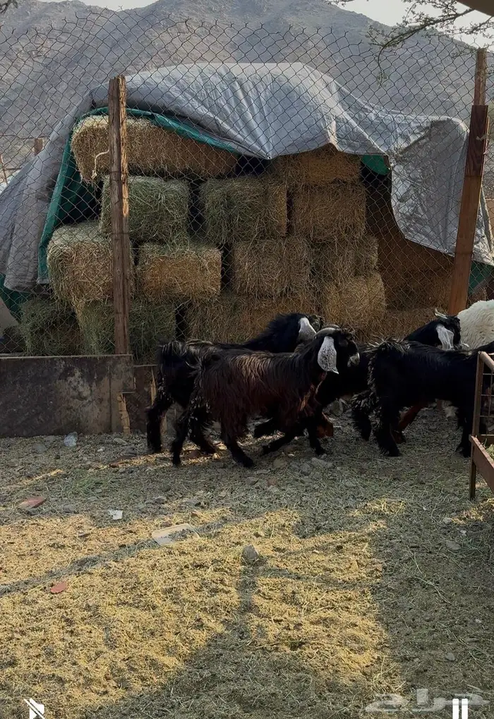 تيوس للبيع عوارض 0