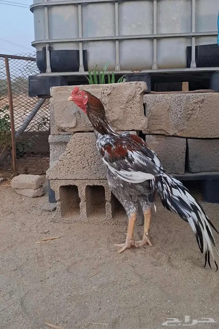 ديك باكستاني للبيع 0