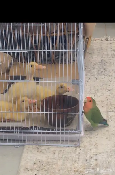 3 بطات تبني - احد يخاف الله فيهم index