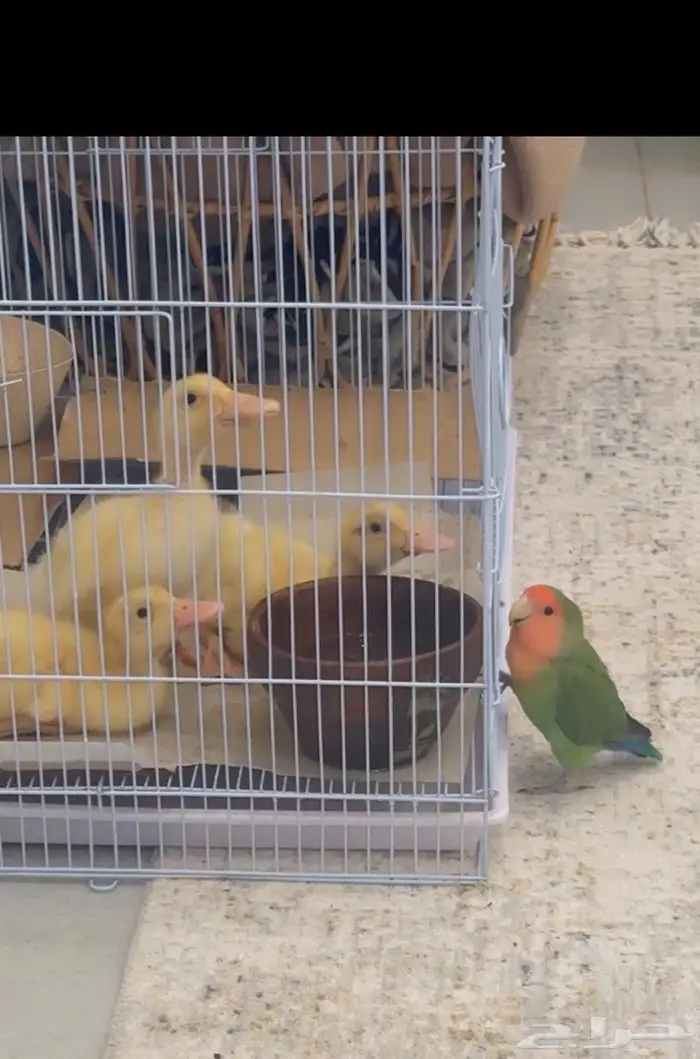 3 بطات تبني - احد يخاف الله فيهم 0