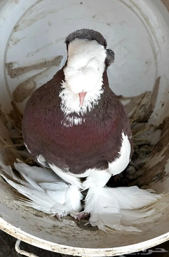 حمام نجفي منتج 4