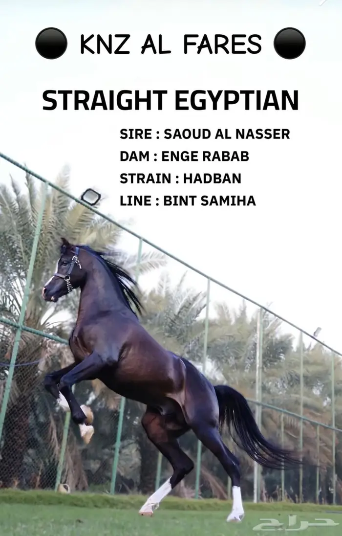 توفر ايواء اسطبل البري 0