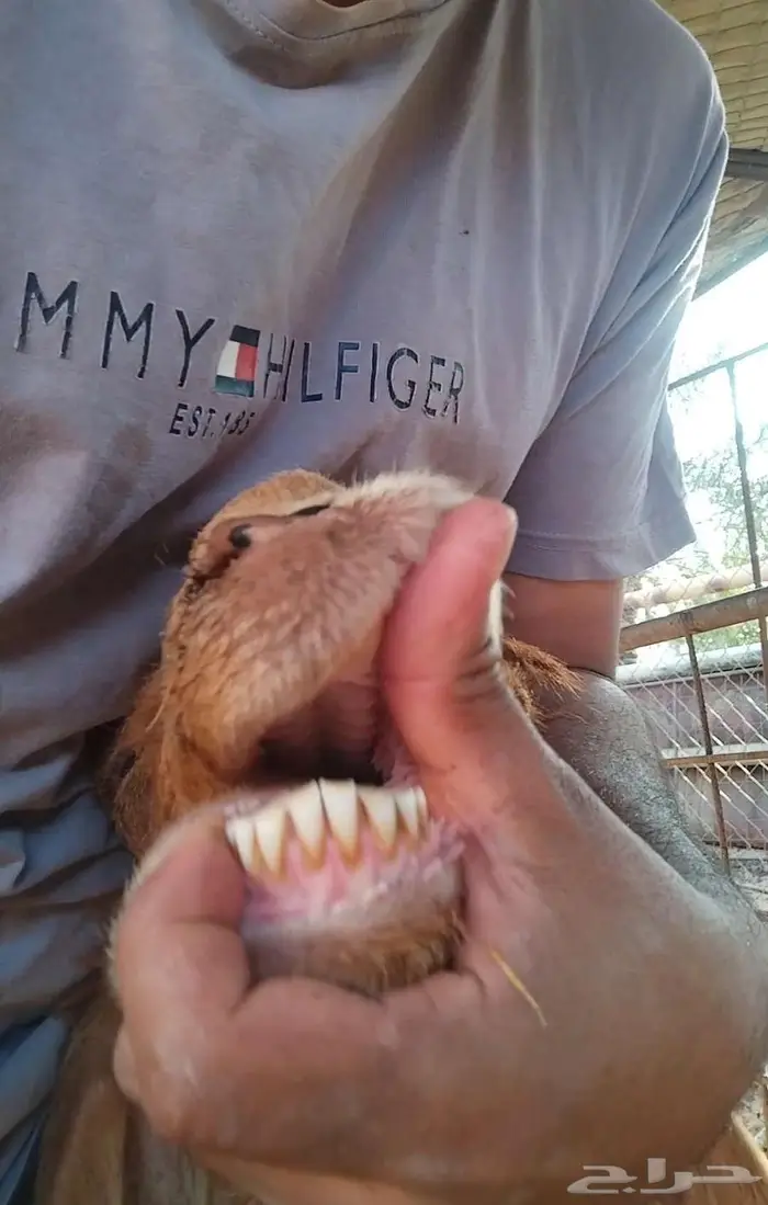 شاة نعيمية معها خروفين سلم وروم 3