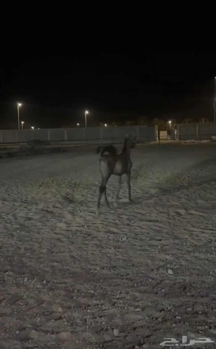 توفر ايواء اسطبل البري 2