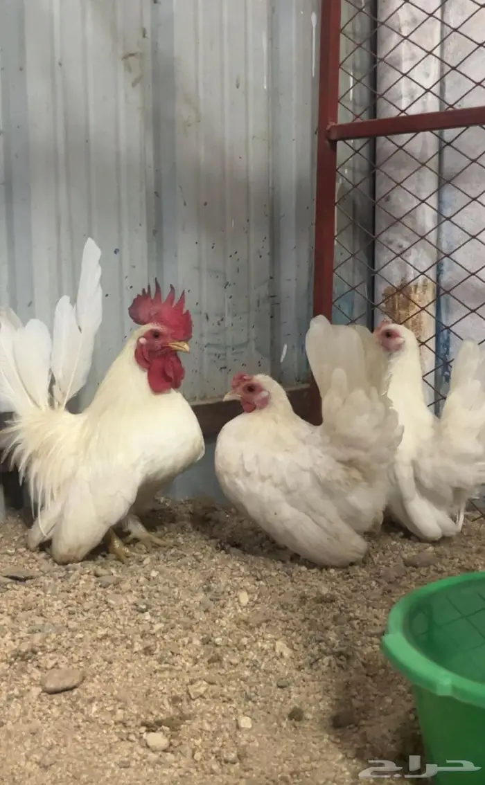 دجاج جابنيز 1