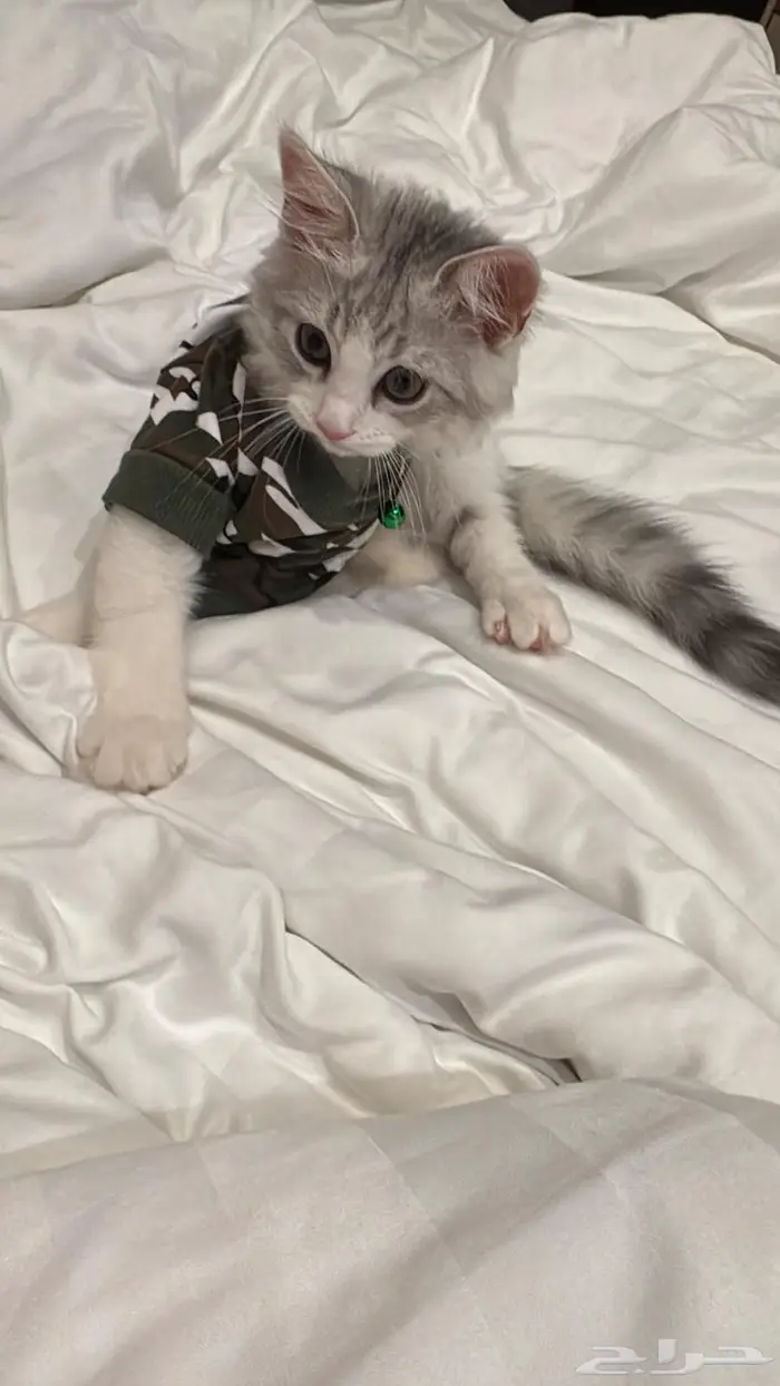 أريد قطة انثي صغيره للتبني 0