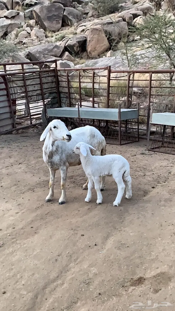 عنز وشاه متابيع 5