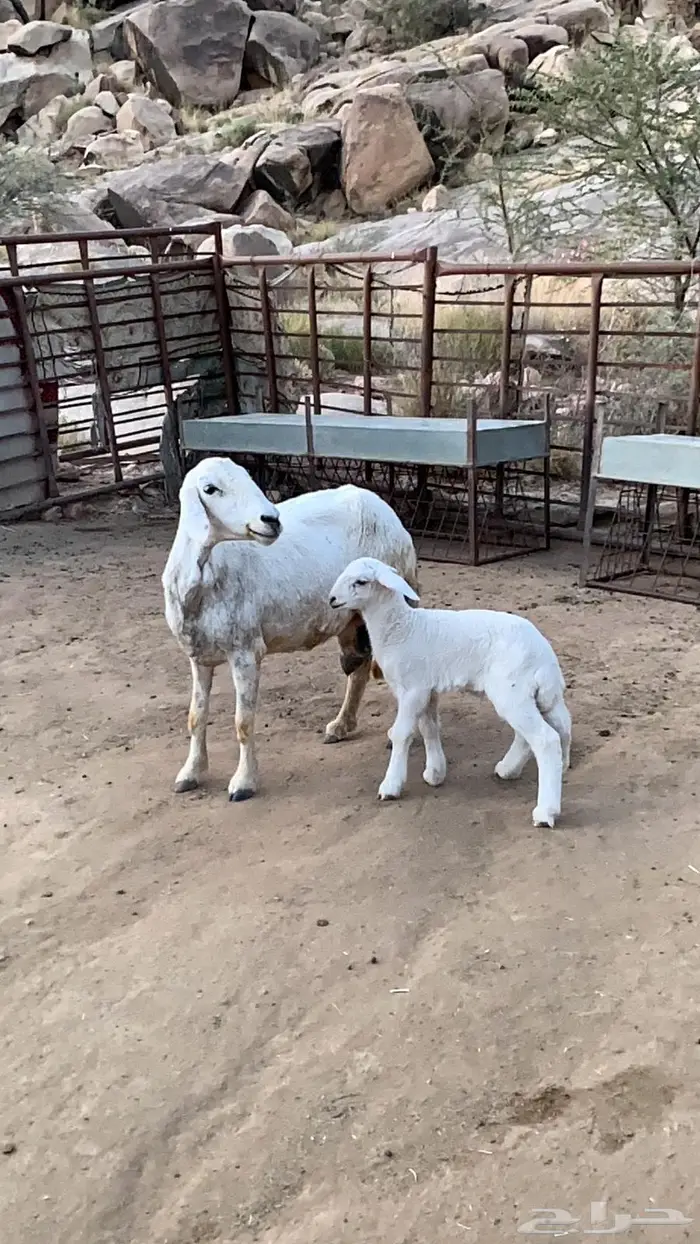 عنز وشاه متابيع 4