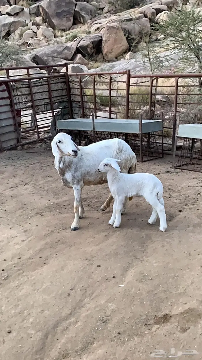 عنز وشاه متابيع 3