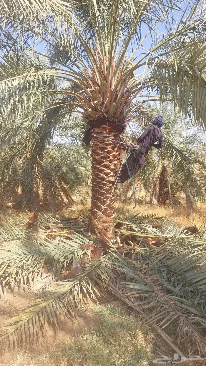 توريد وزراعة النخيل 6