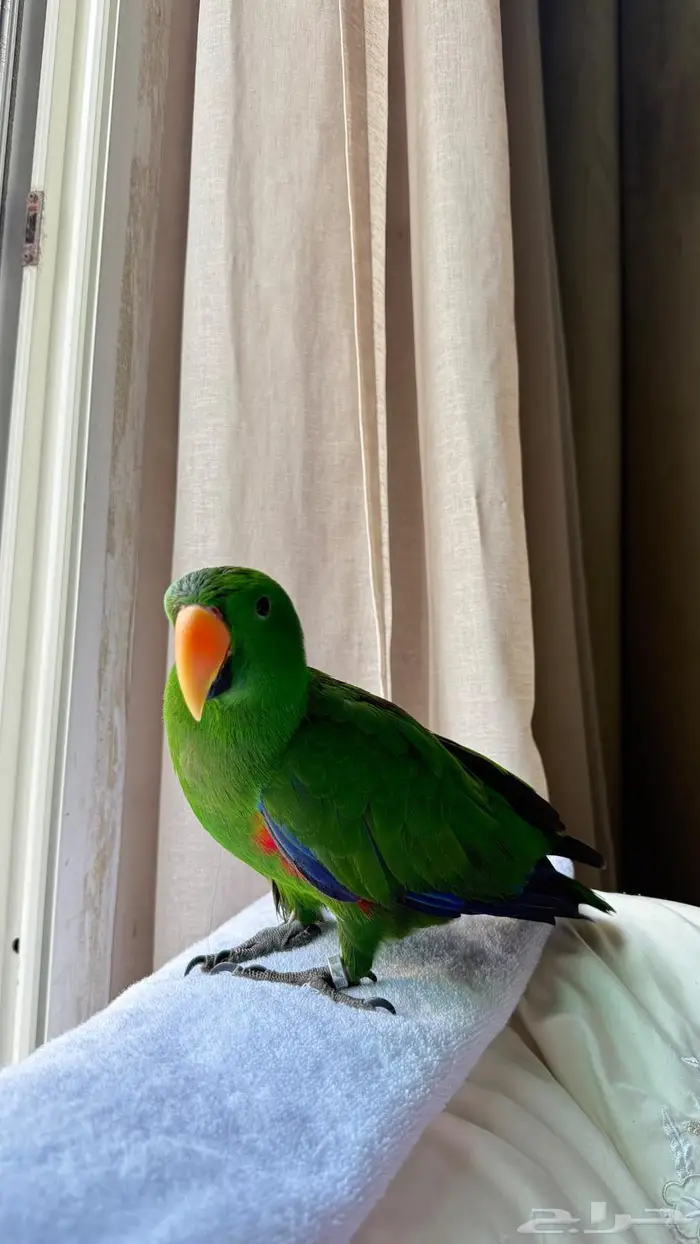 ببغاء اكلكتوس للبيع في جدة 0