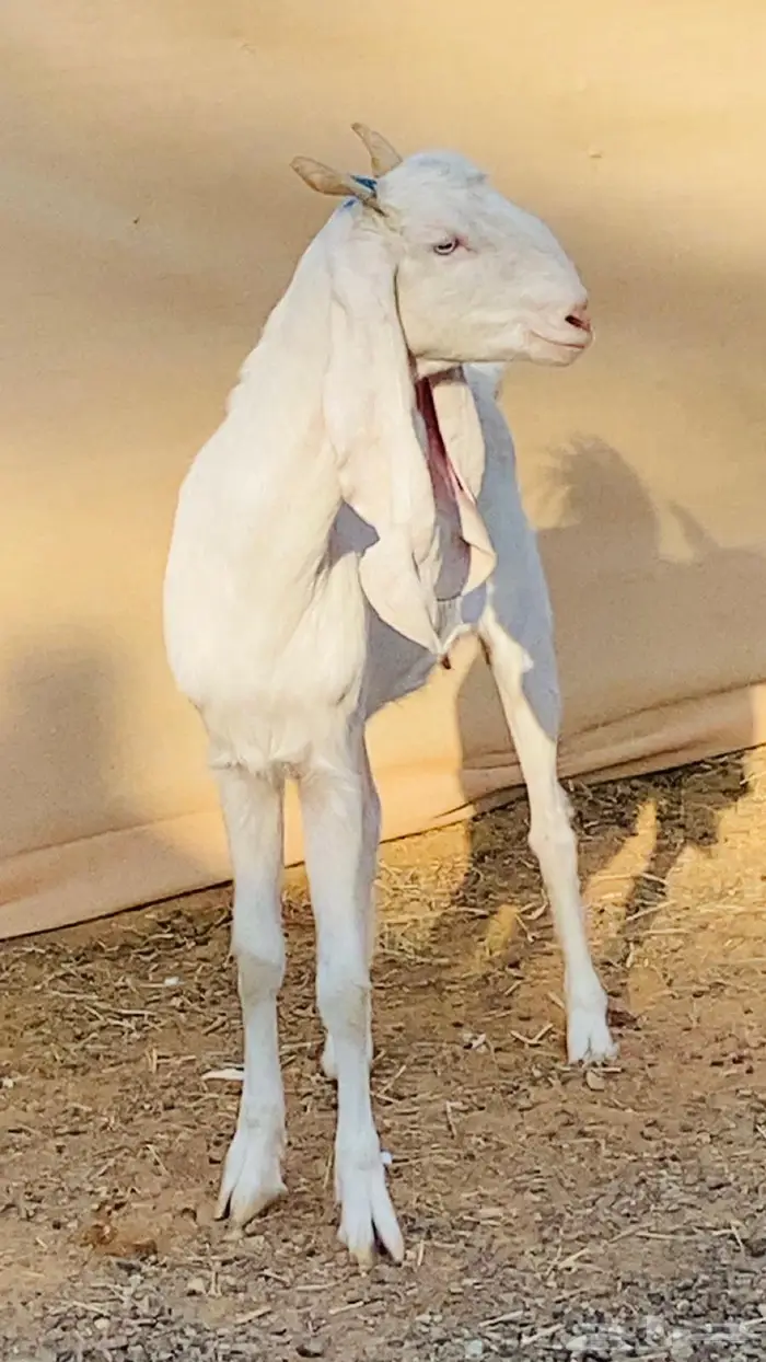 عنز بيضاء برصا 0