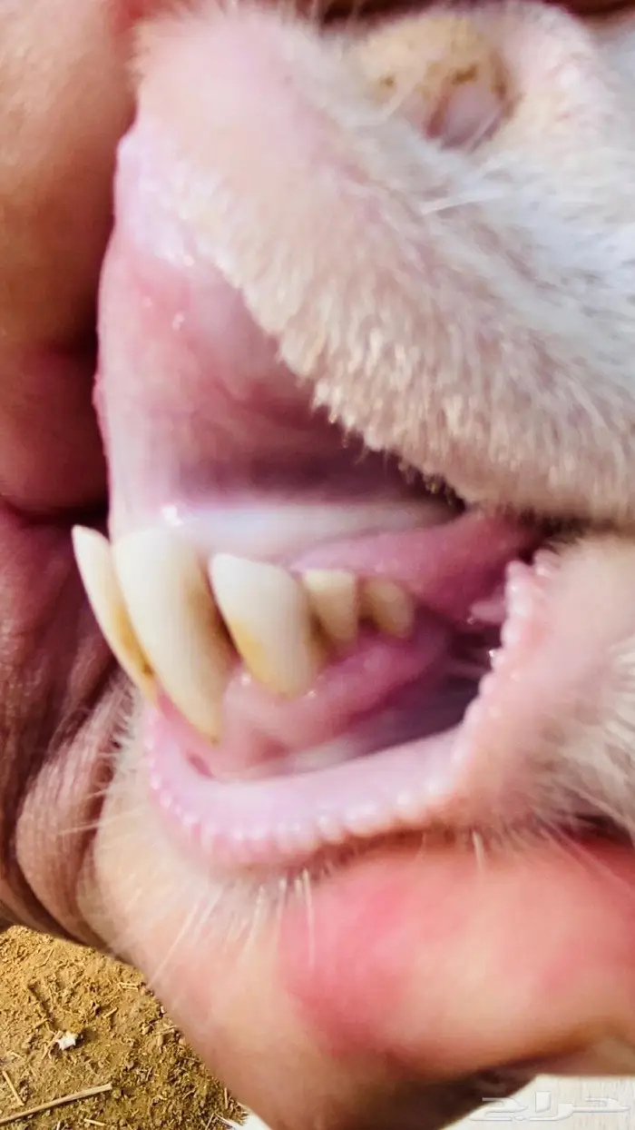 عنز بيضاء برصا 1