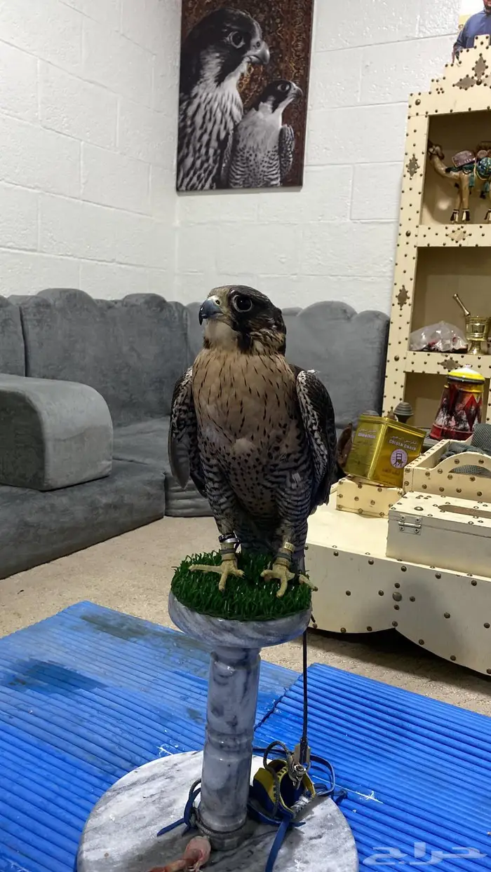 جير تبع قرناس 1