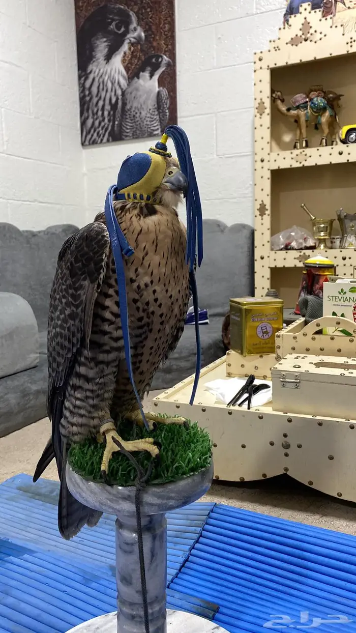 جير تبع قرناس 0